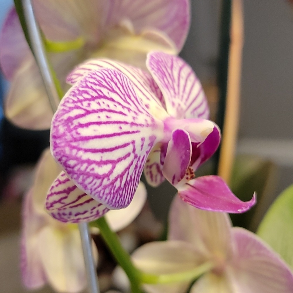 Meet your Posher, Vikis